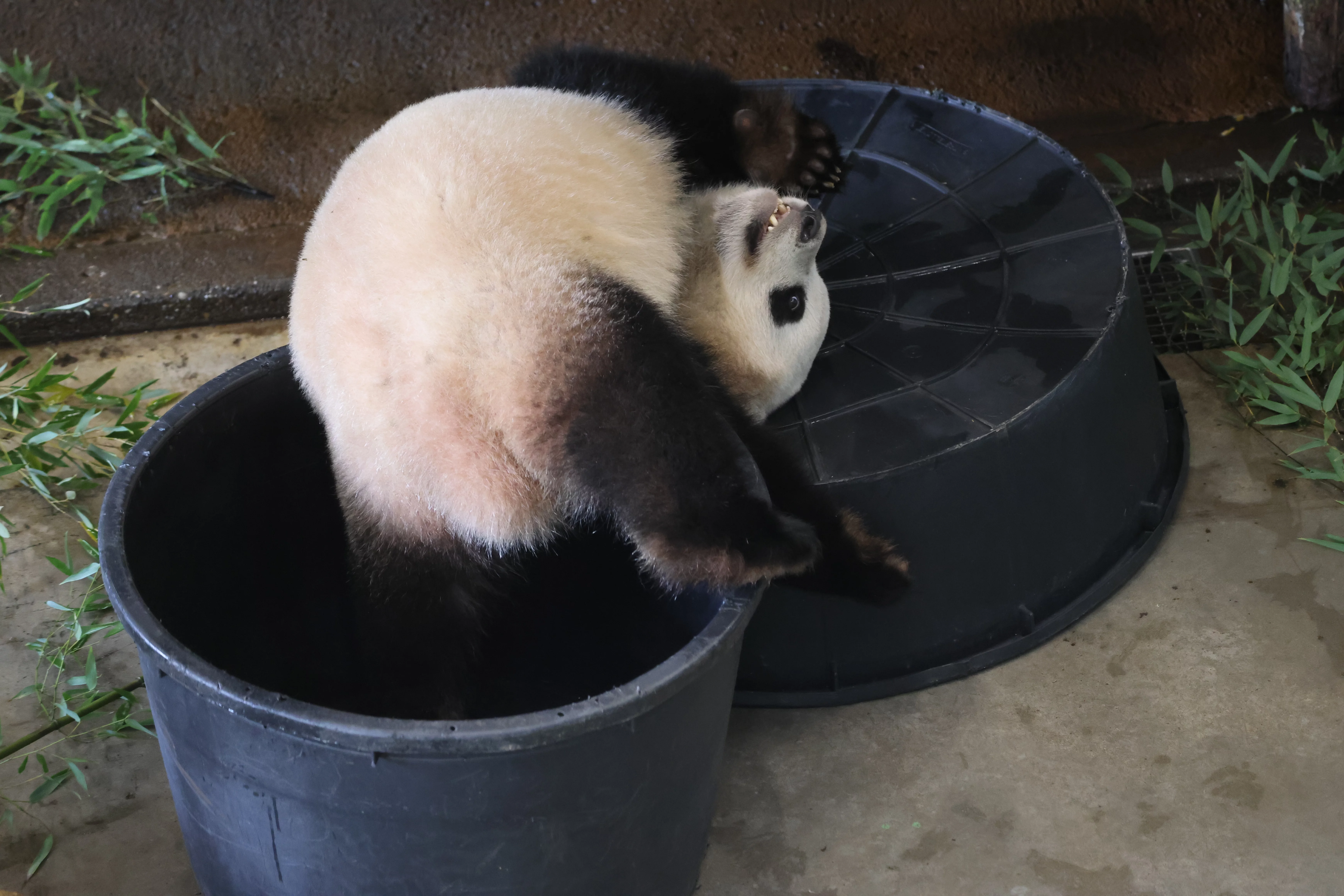 Ouwehands Dierenpark Rhenen