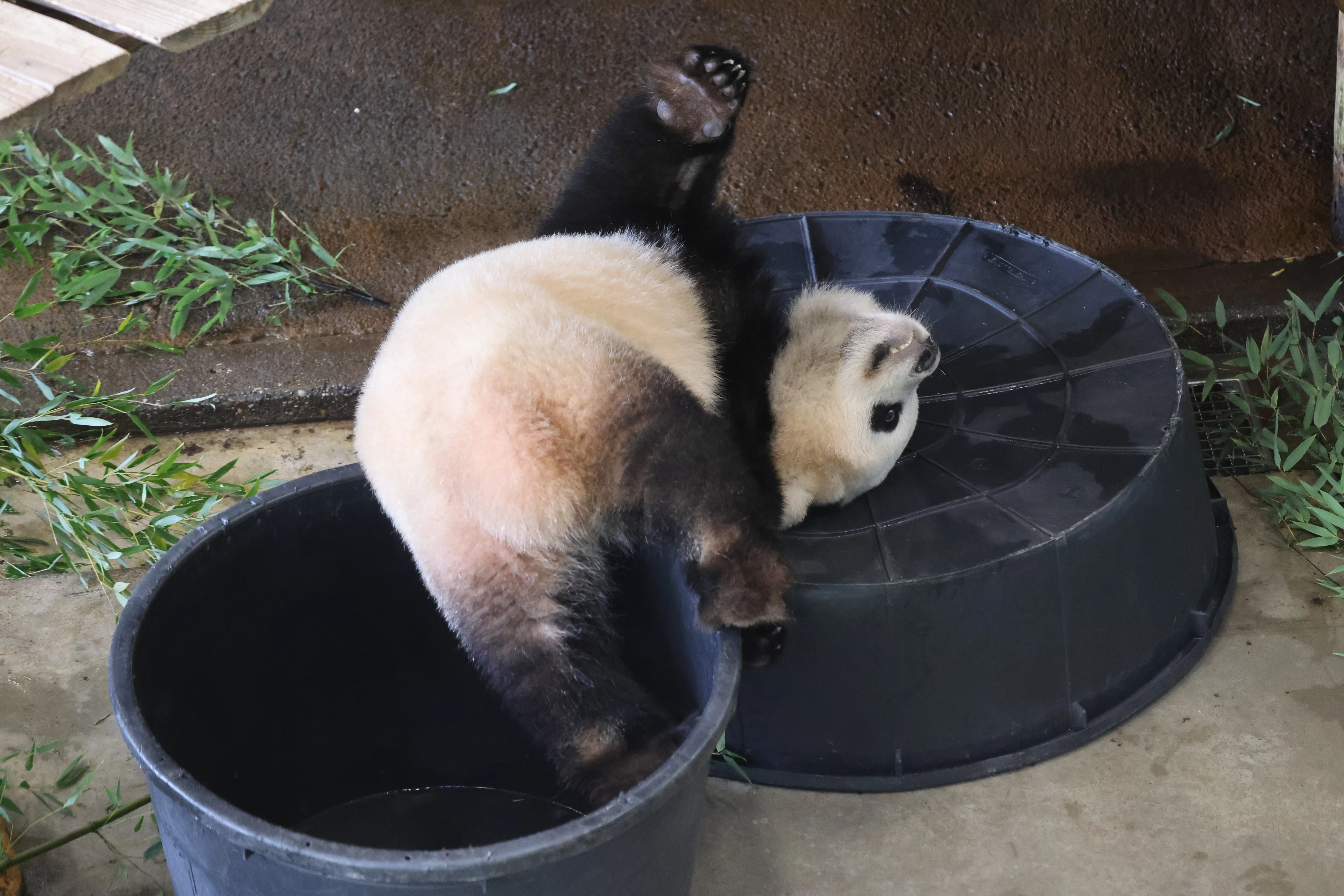 Ouwehands Dierenpark Rhenen