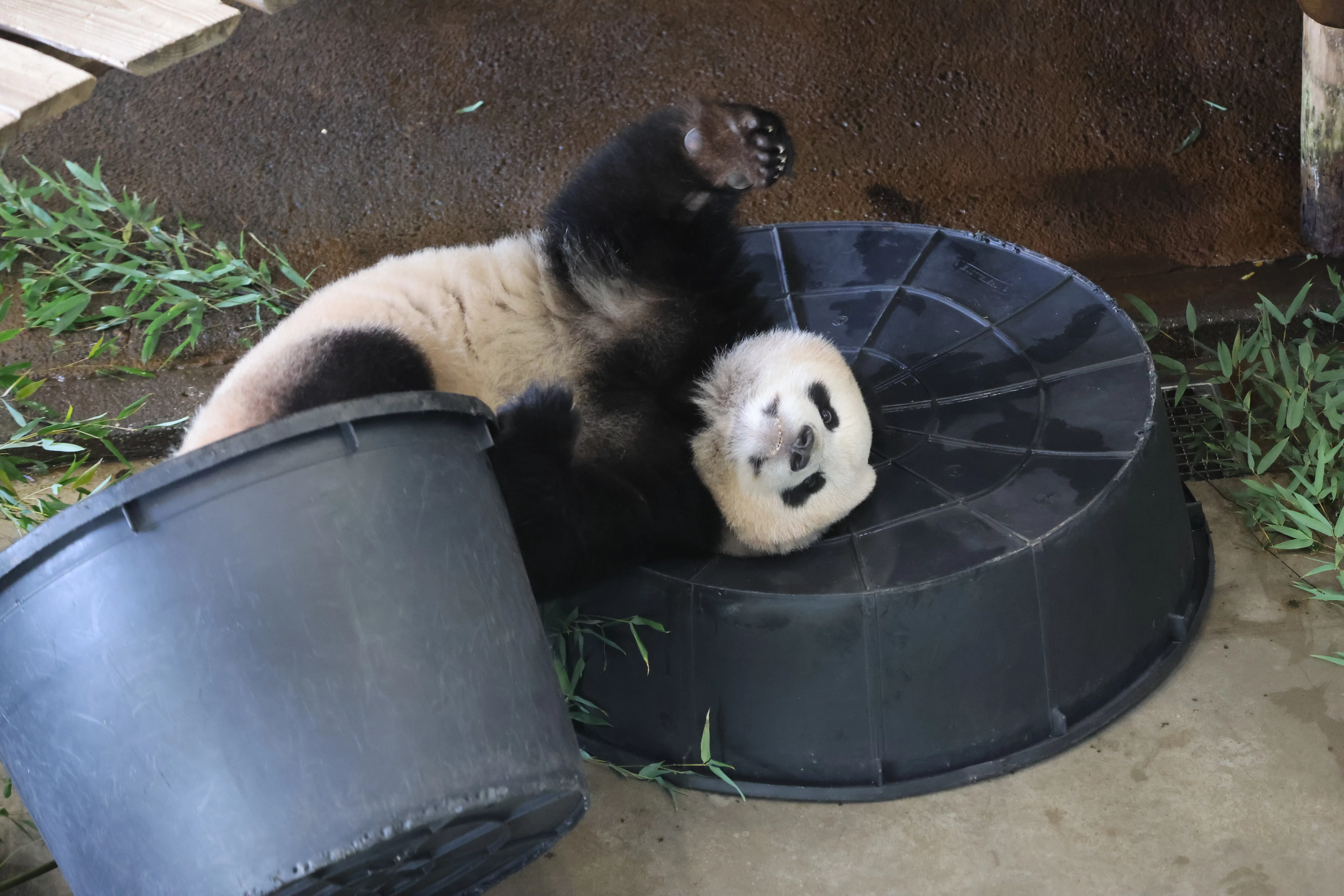 Ouwehands Dierenpark Rhenen