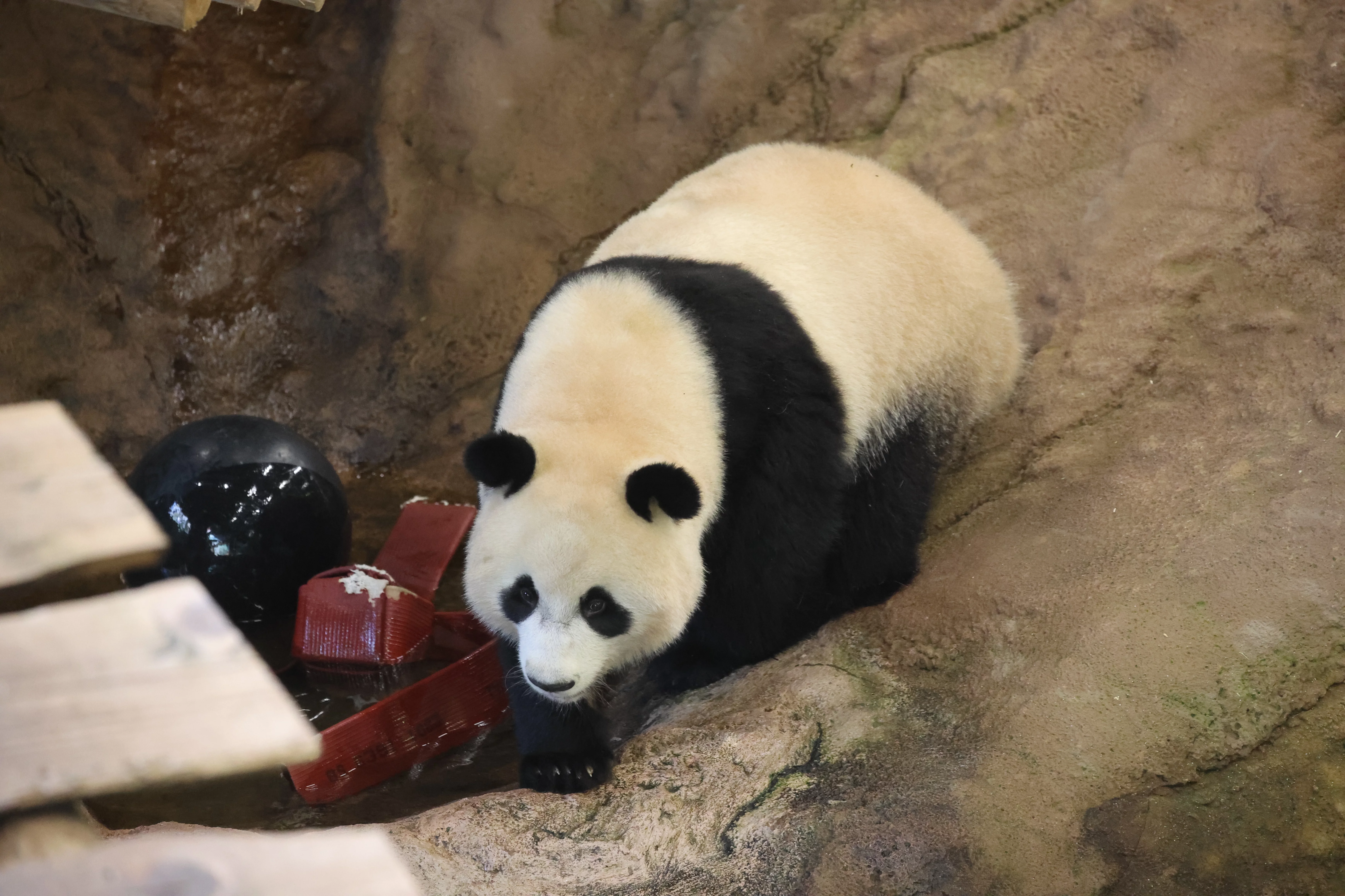 Ouwehands Dierenpark Rhenen