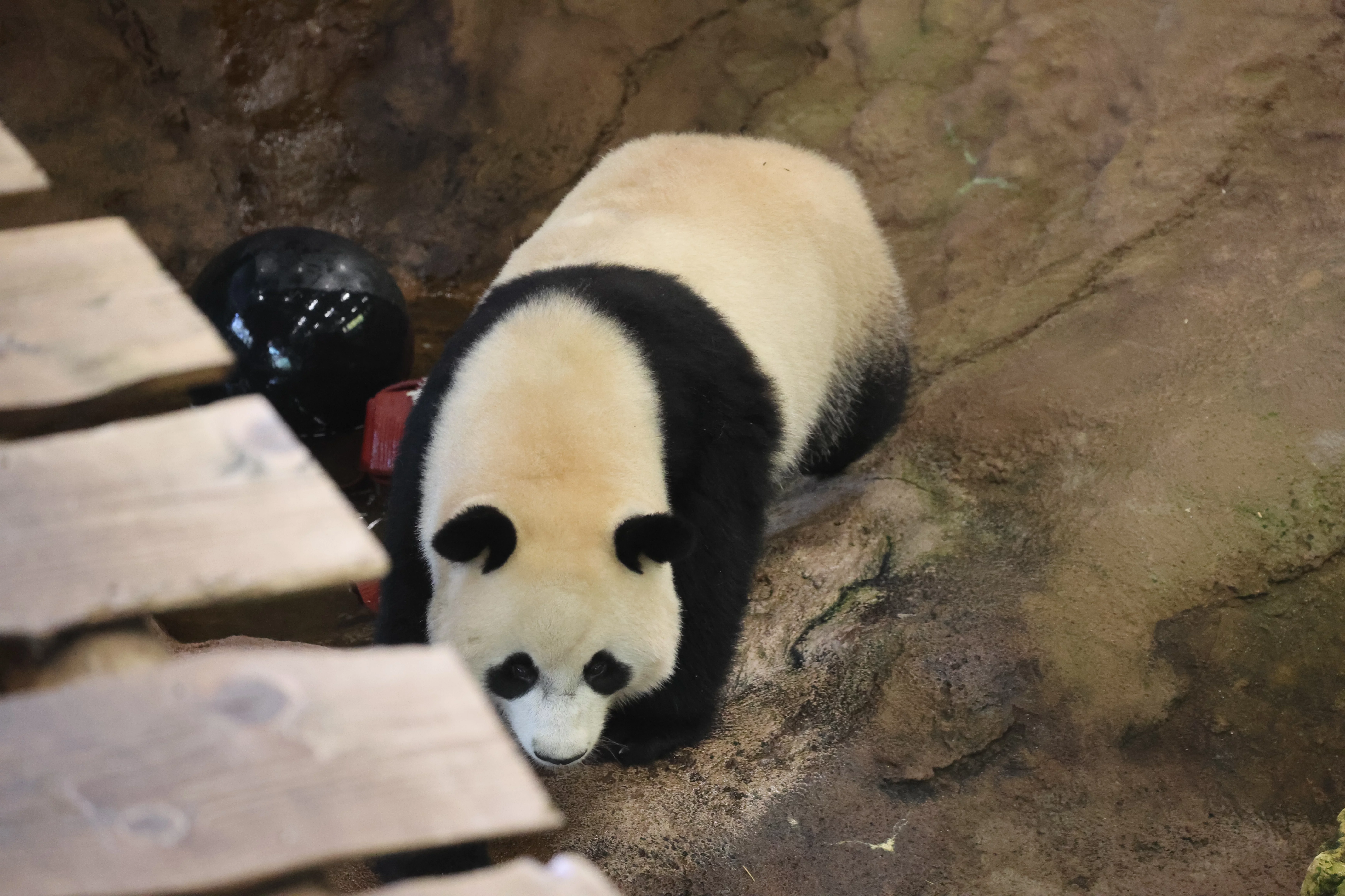 Ouwehands Dierenpark Rhenen