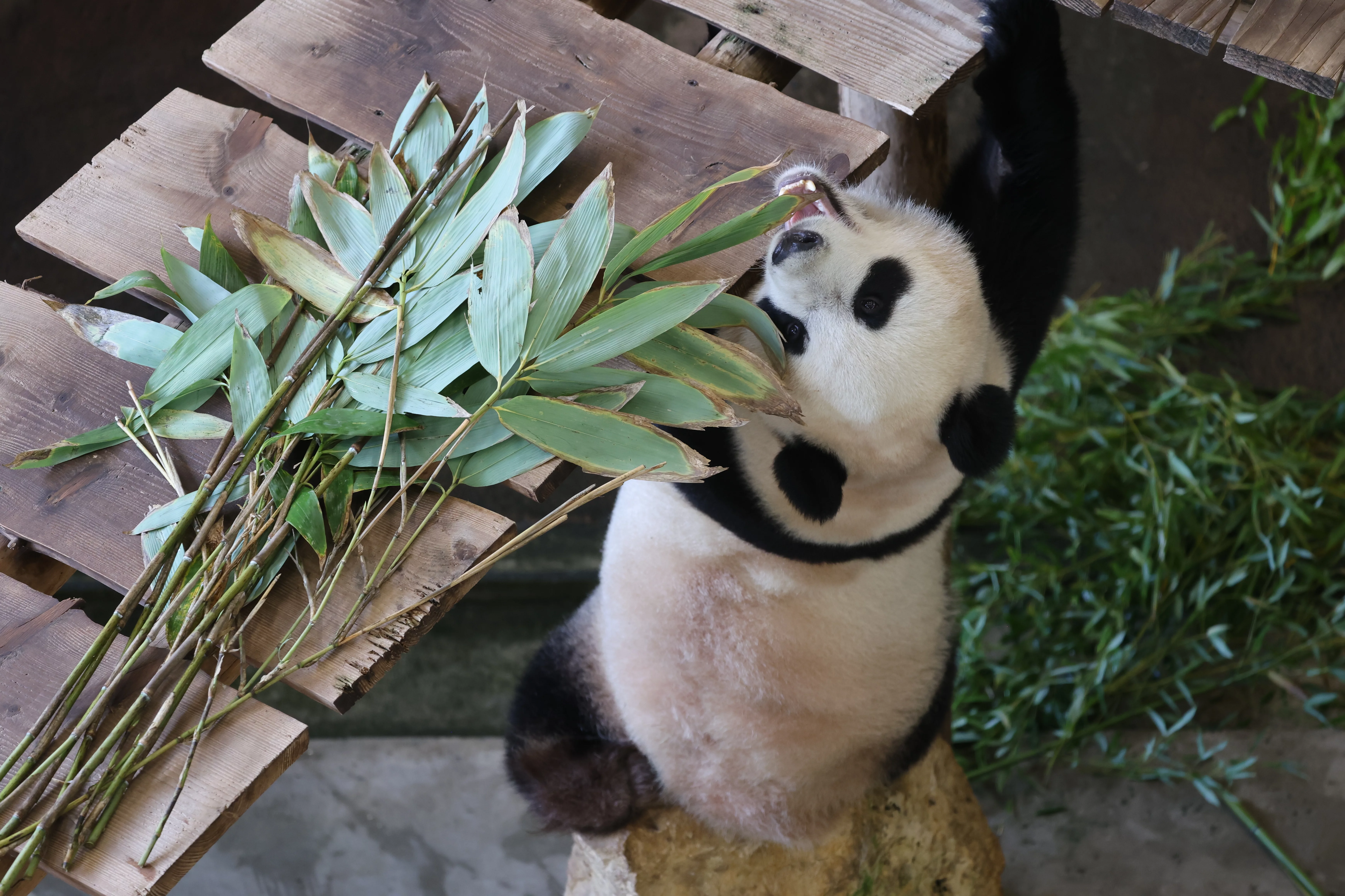 Ouwehands Dierenpark Rhenen