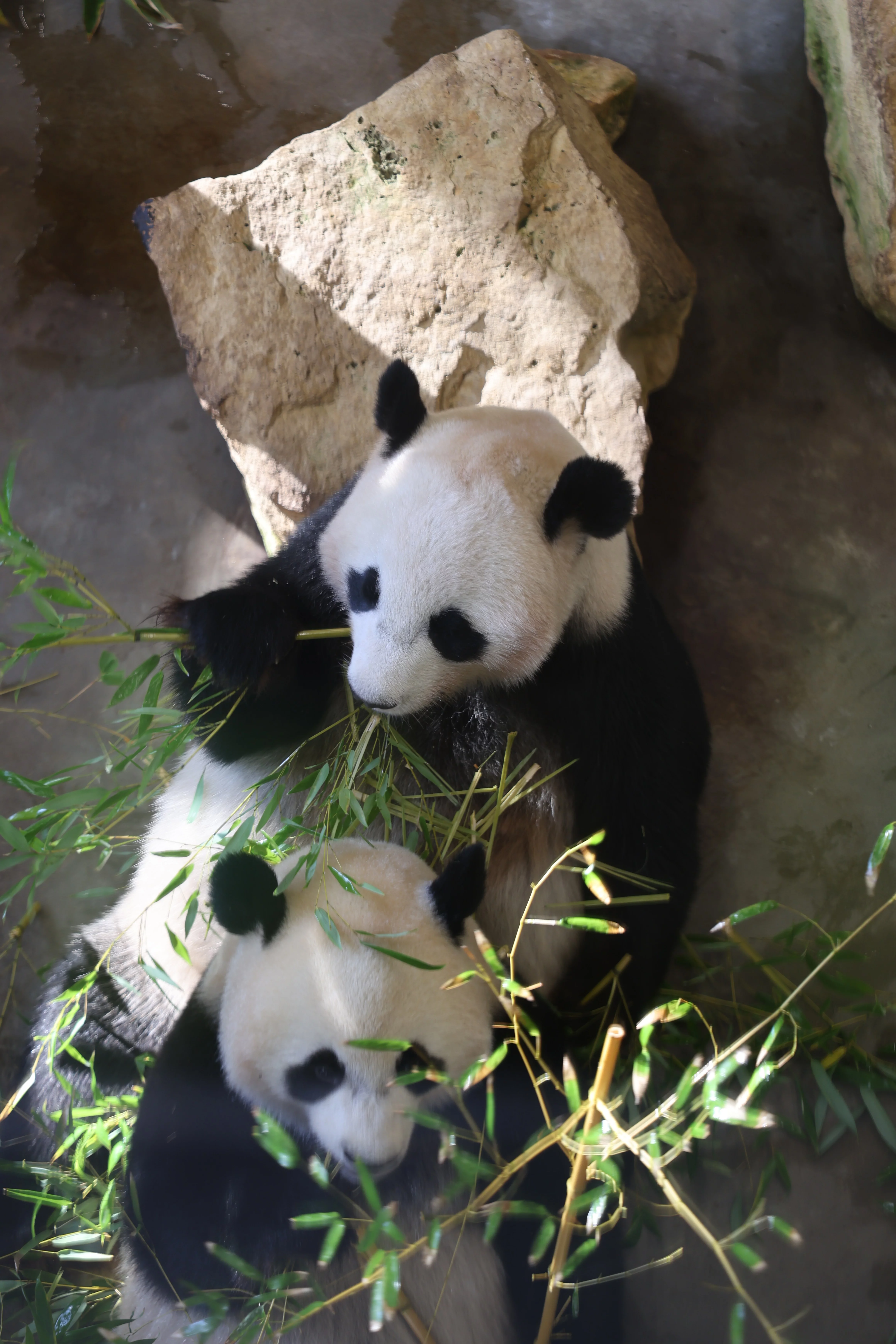 Ouwehands Dierenpark Rhenen