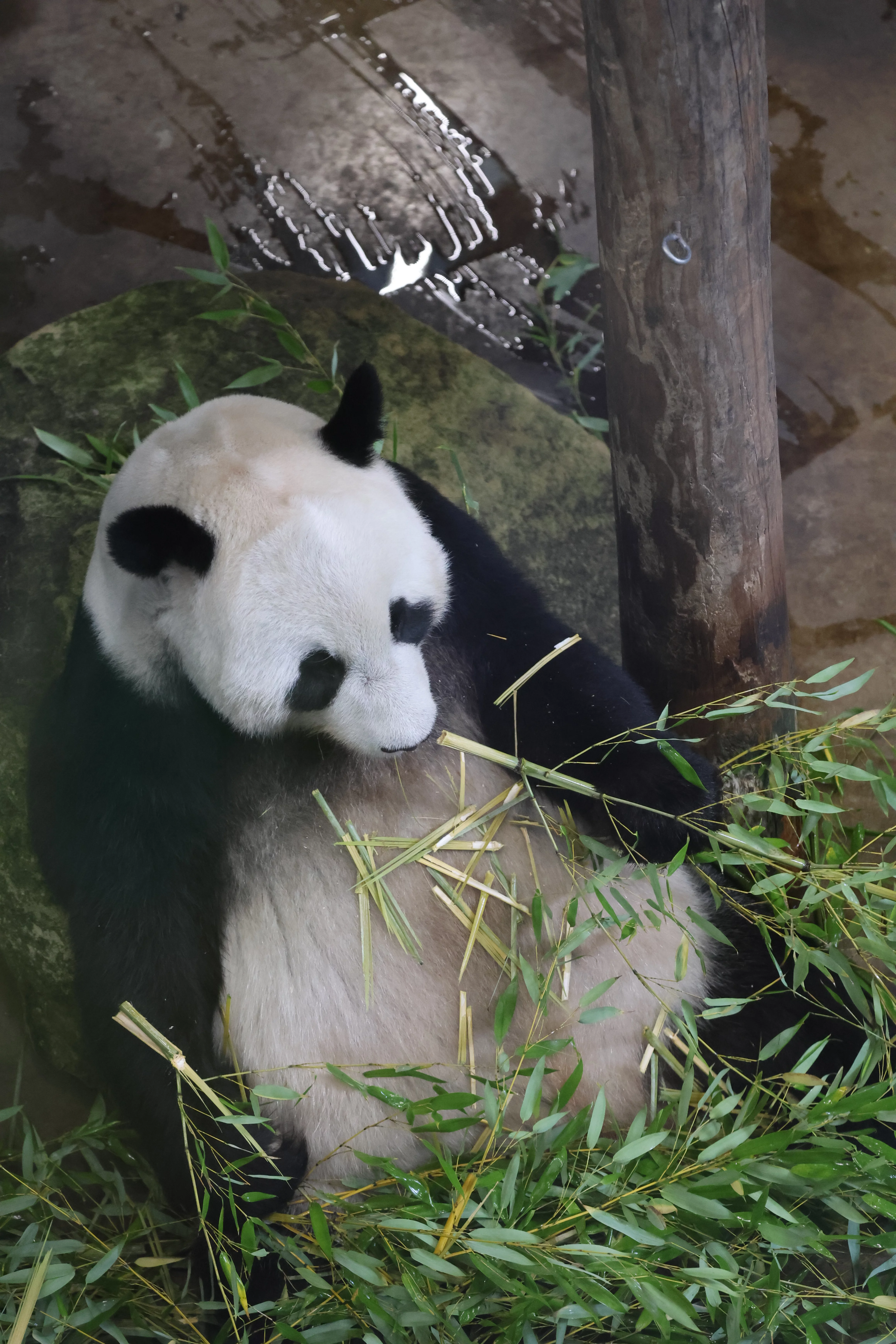 Ouwehands Dierenpark Rhenen