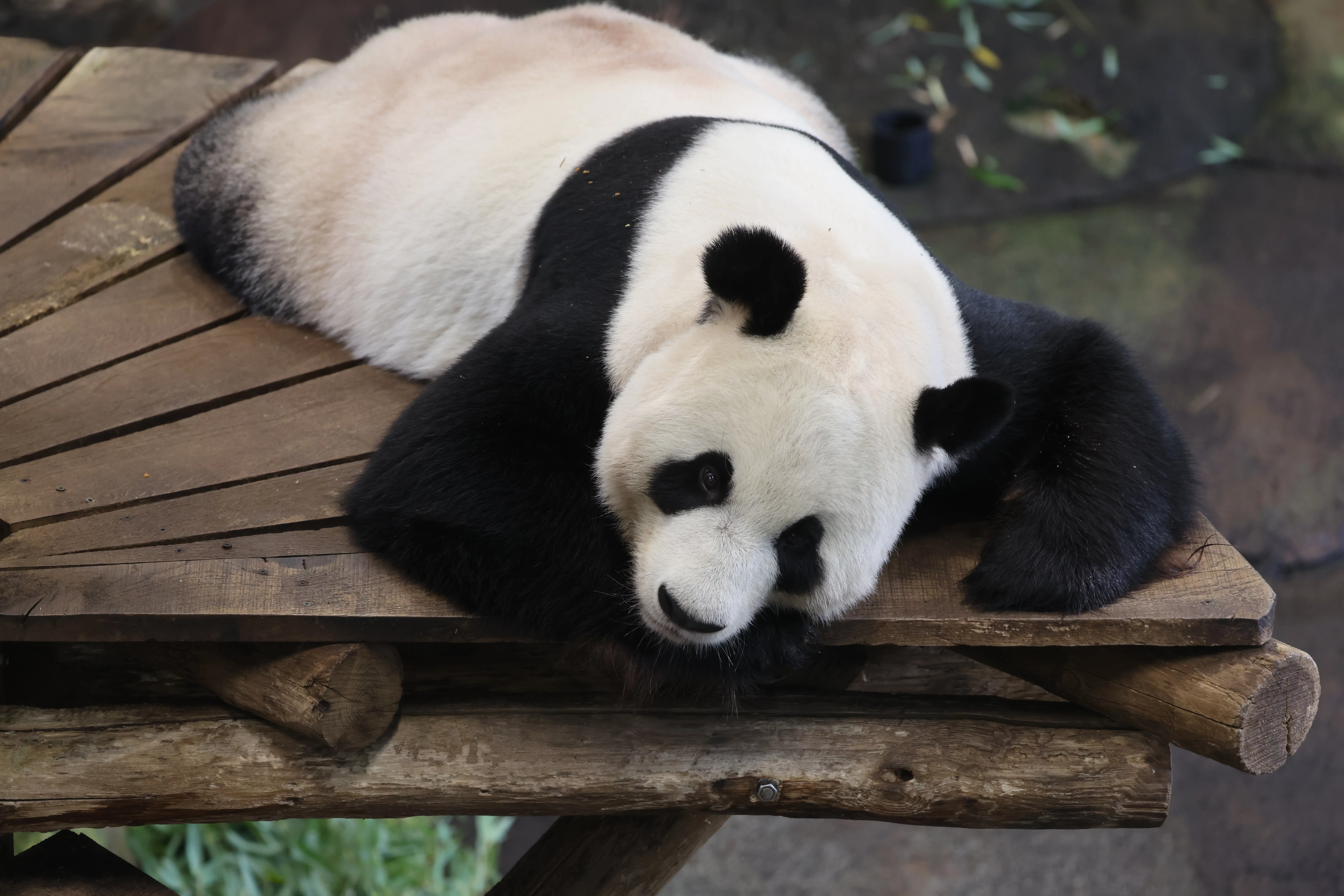 Ouwehands Dierenpark Rhenen