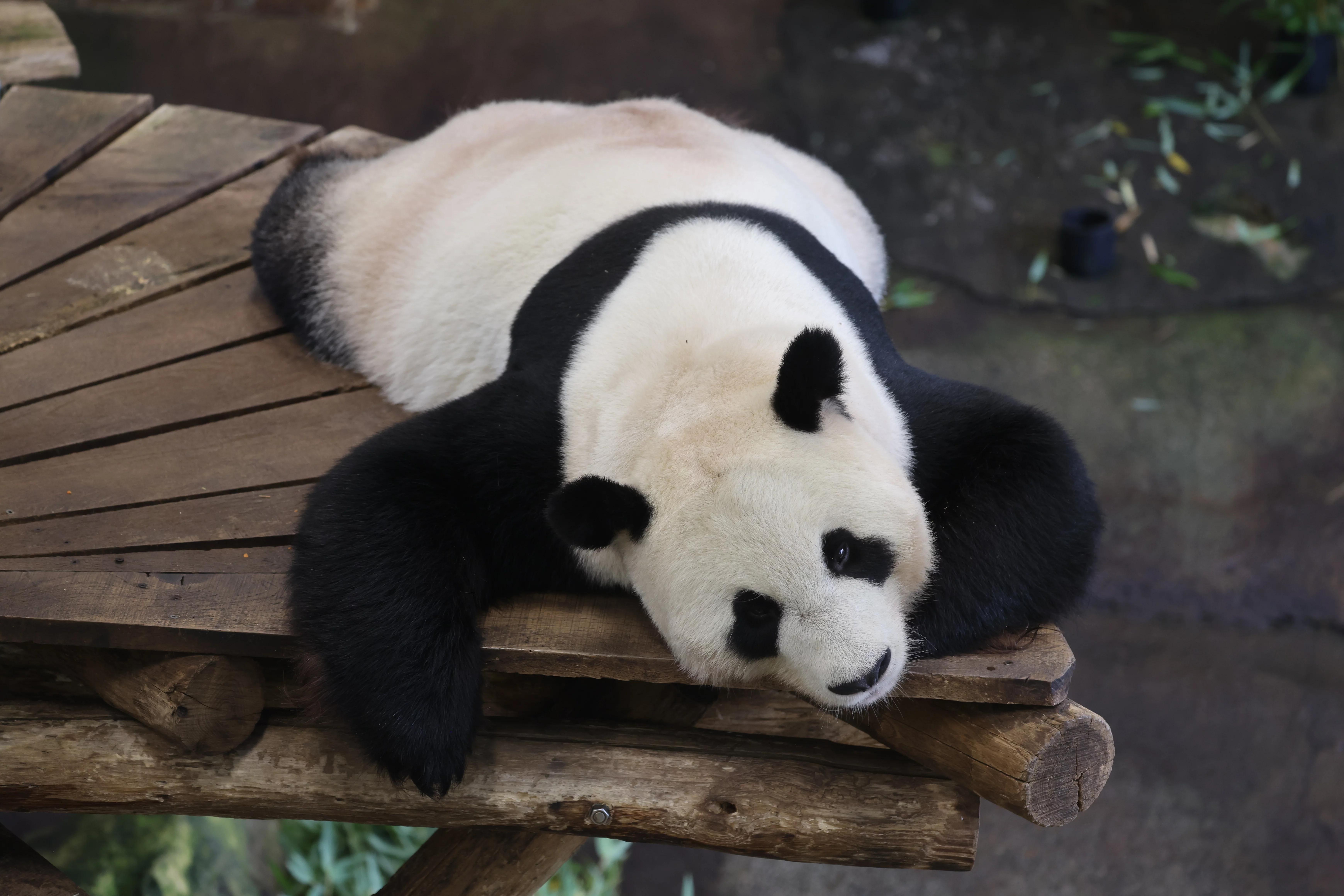 Ouwehands Dierenpark Rhenen
