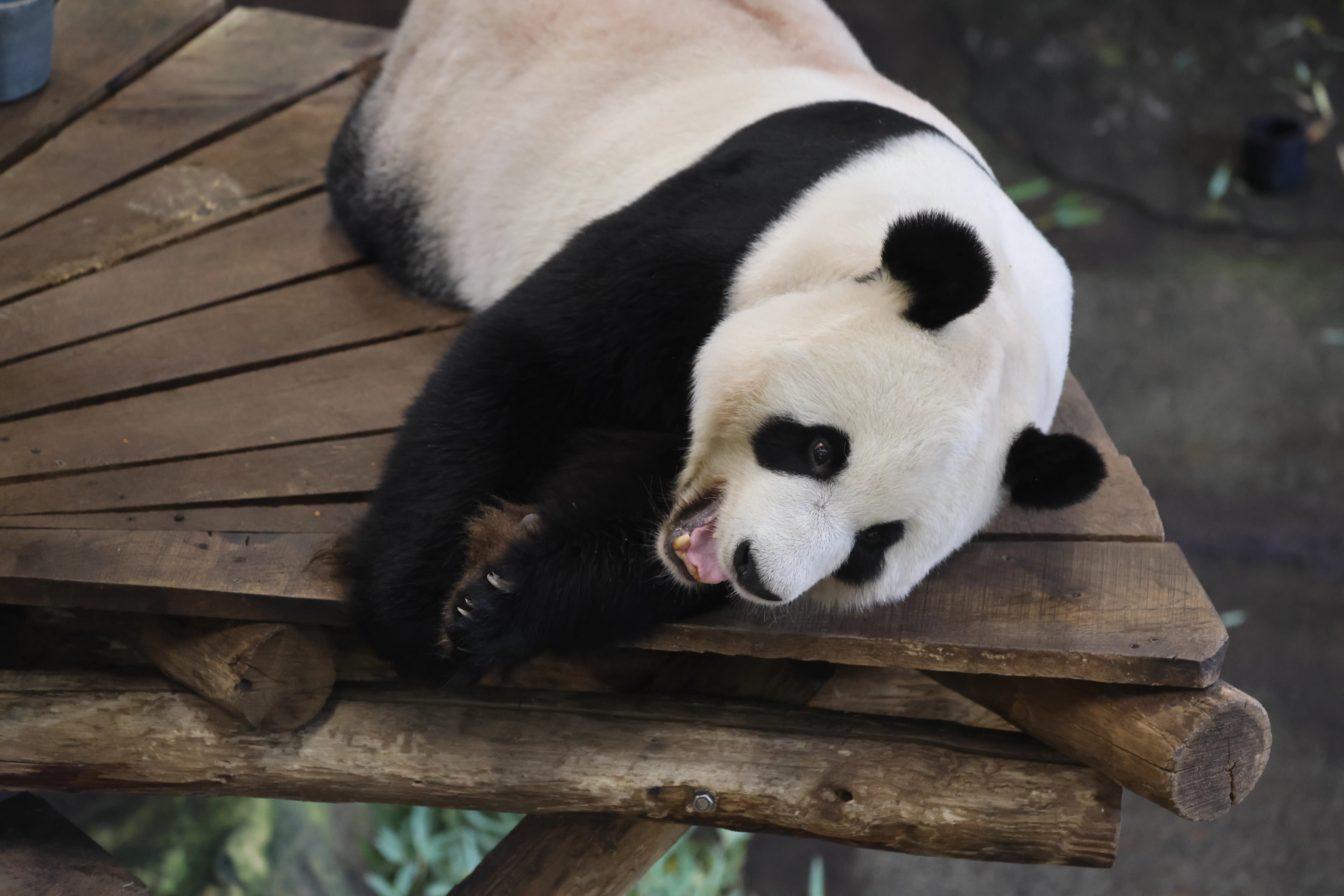Ouwehands Dierenpark Rhenen
