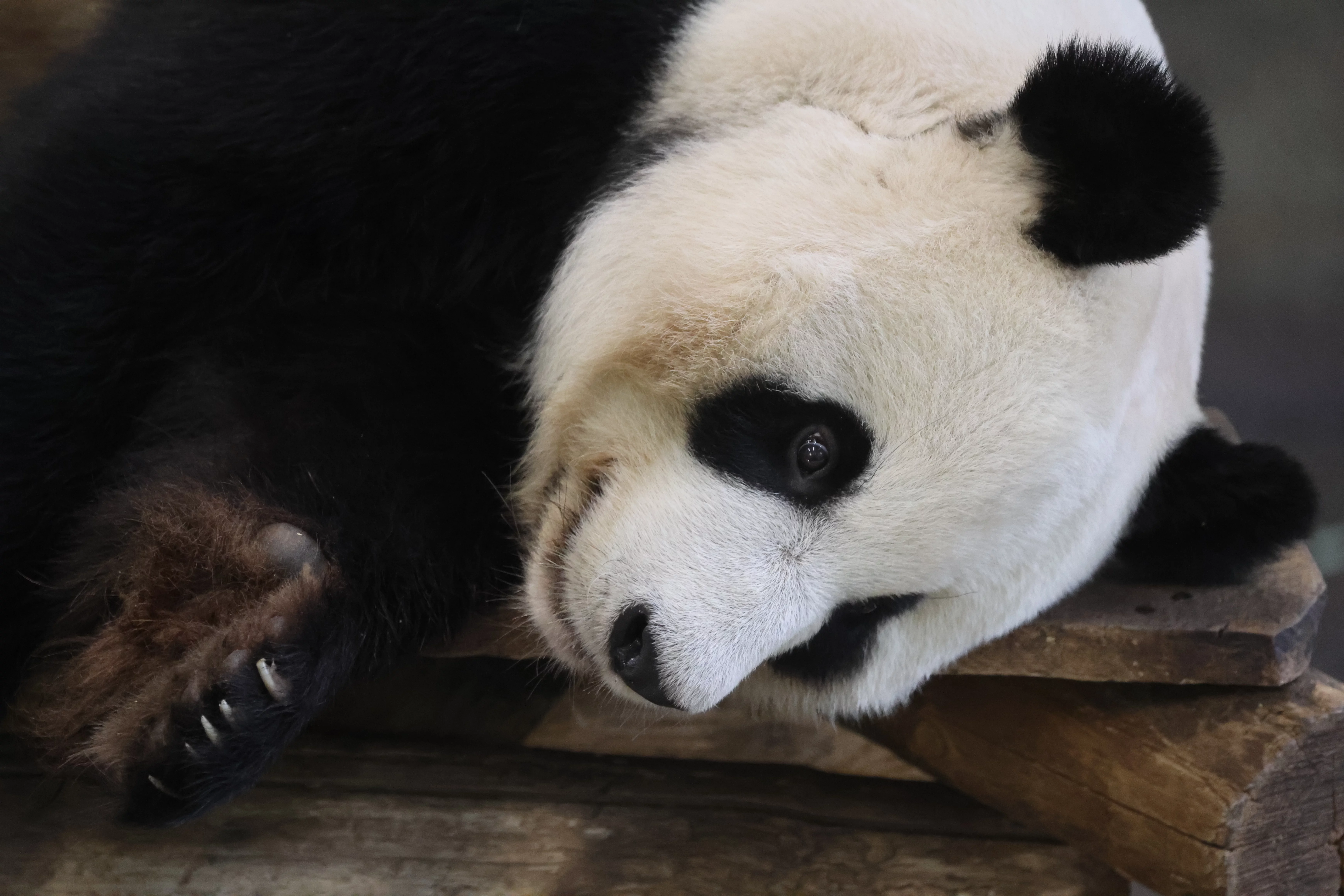 Ouwehands Dierenpark Rhenen