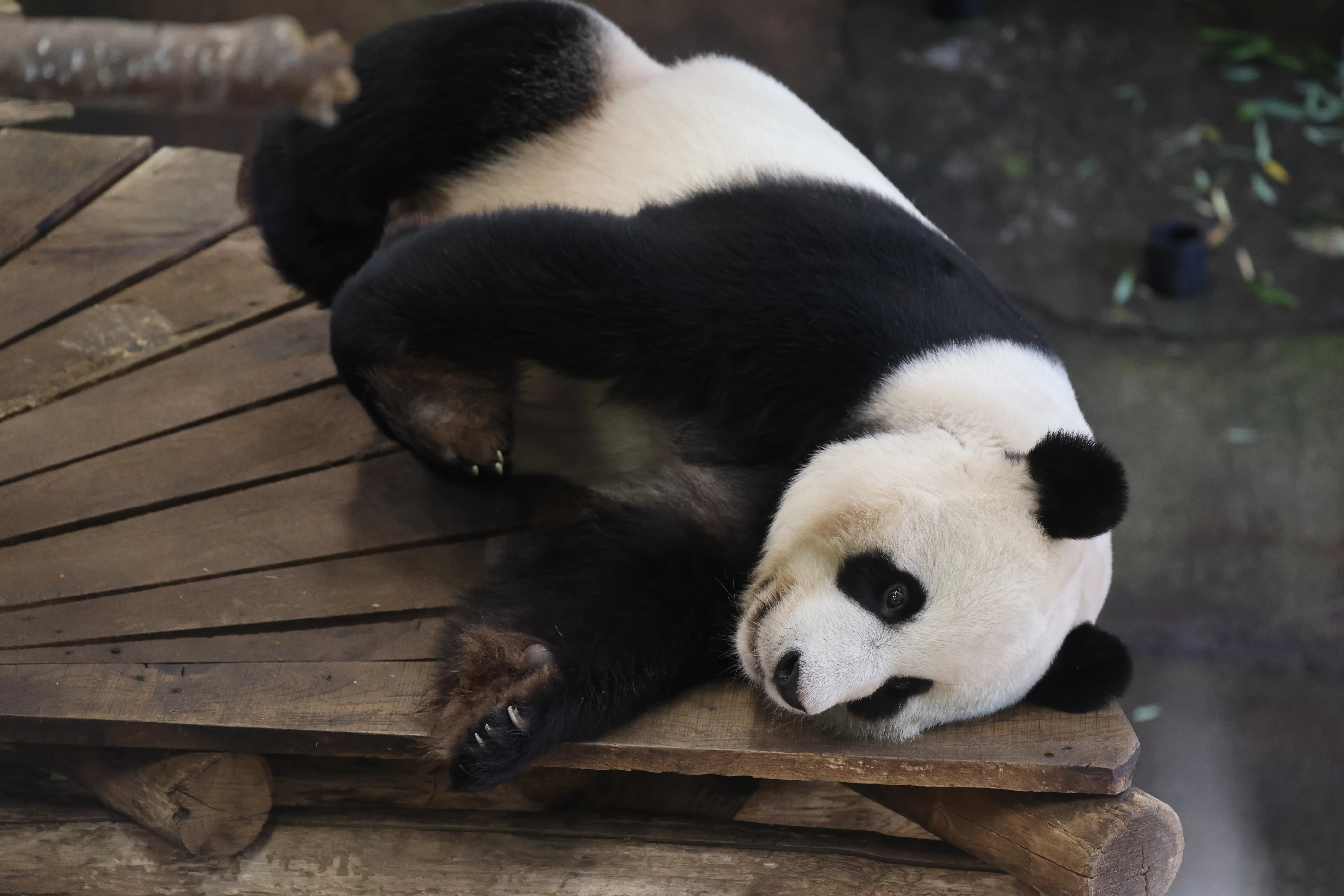 Ouwehands Dierenpark Rhenen