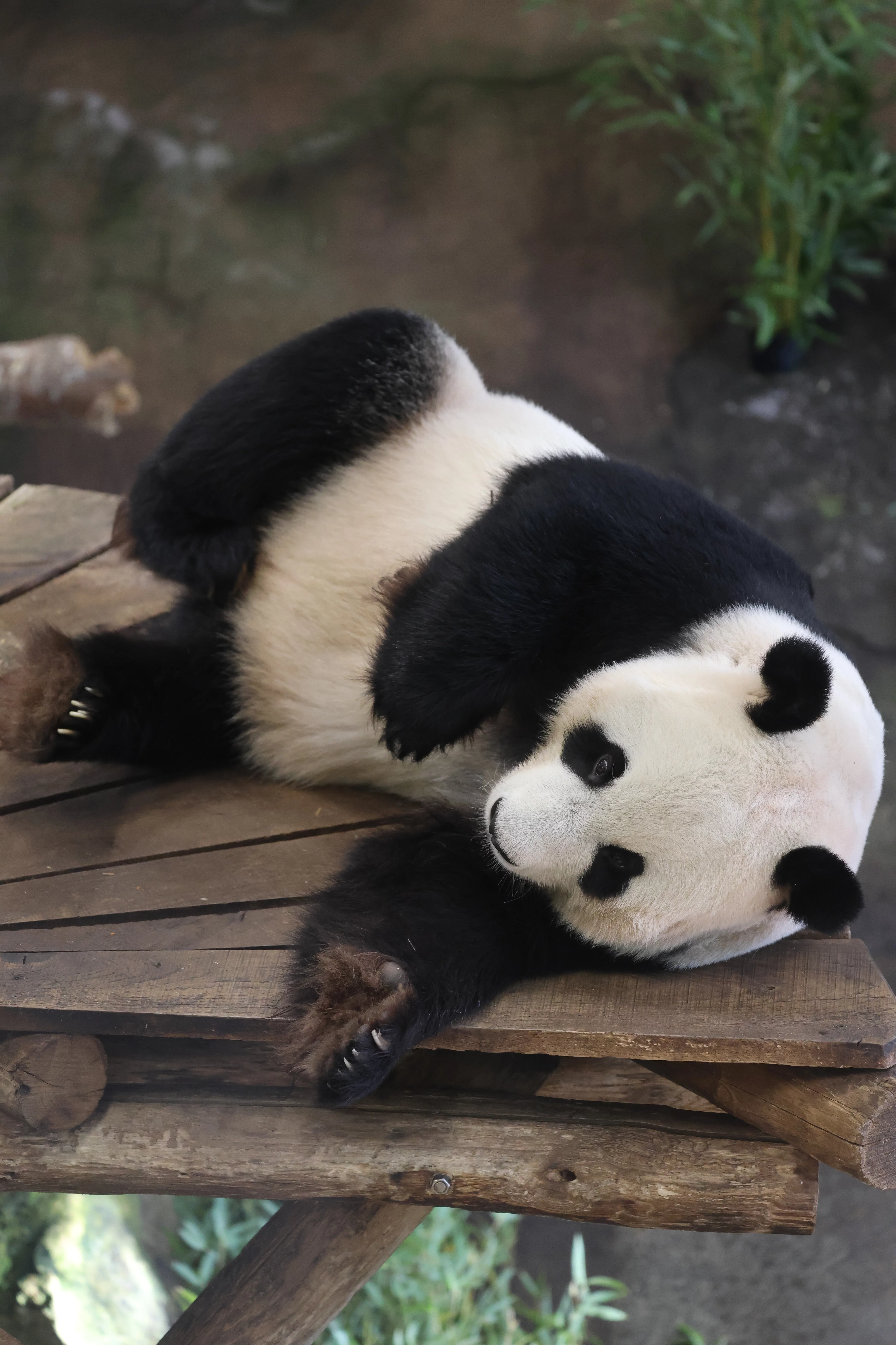 Ouwehands Dierenpark Rhenen
