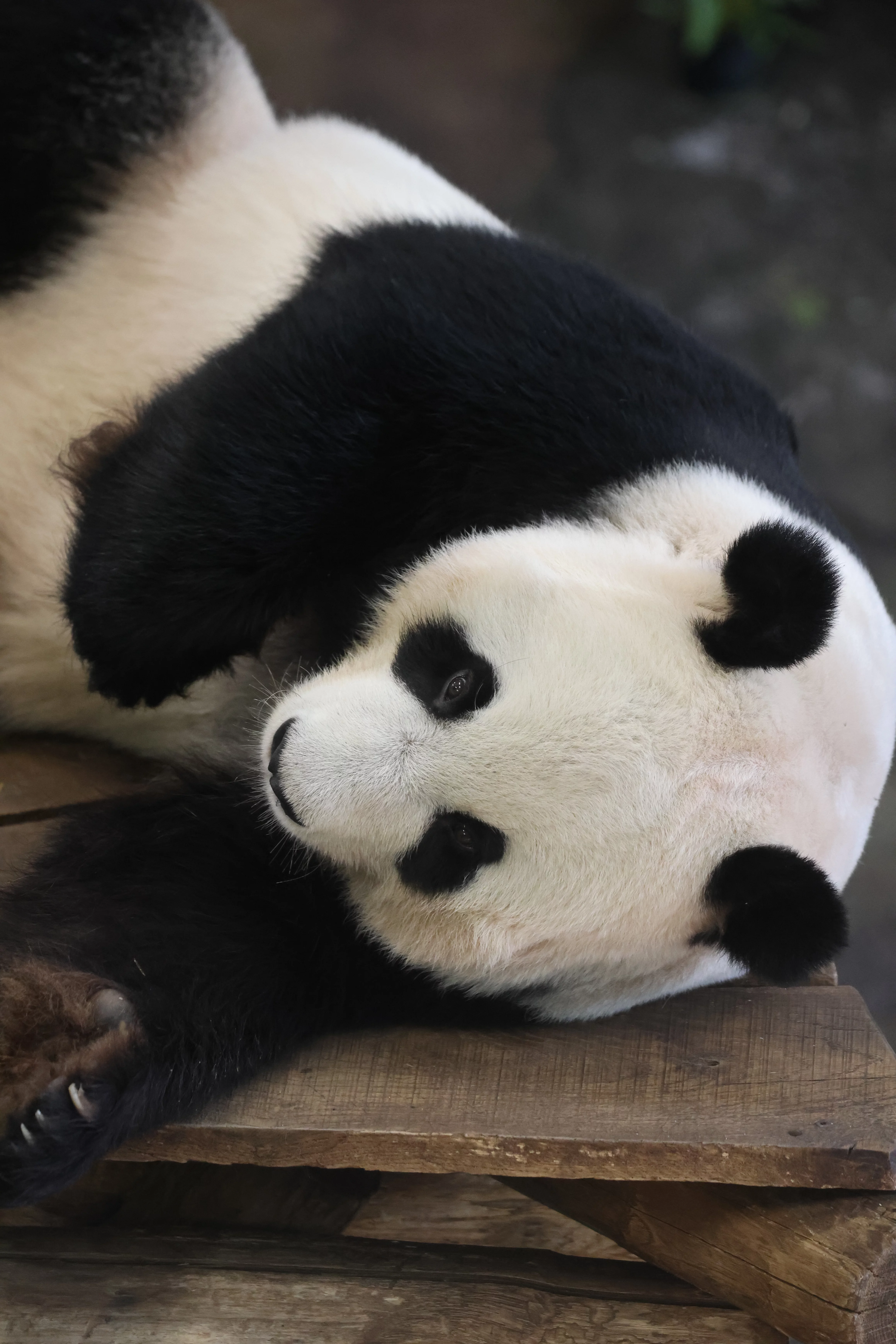 Ouwehands Dierenpark Rhenen
