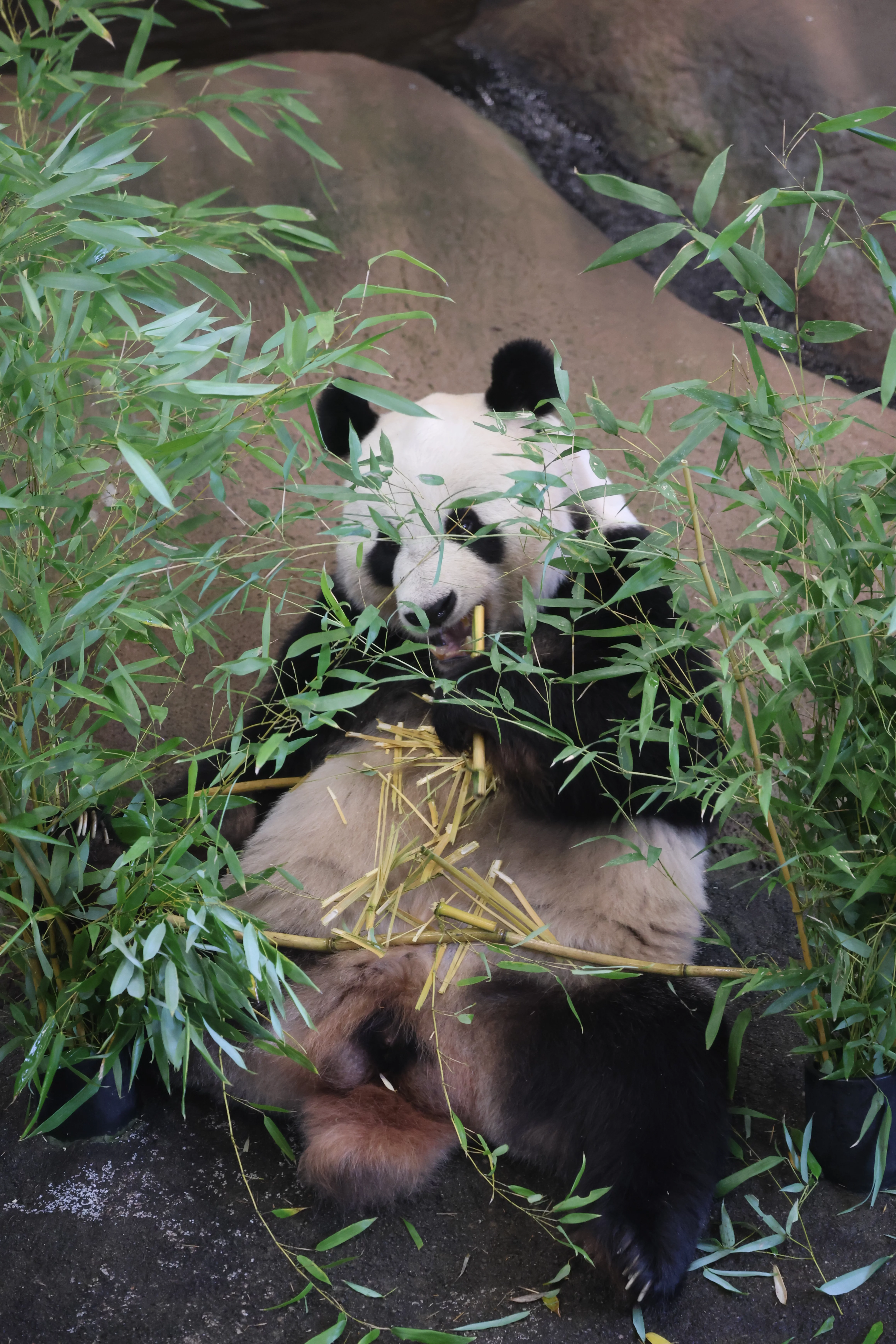 Ouwehands Dierenpark Rhenen
