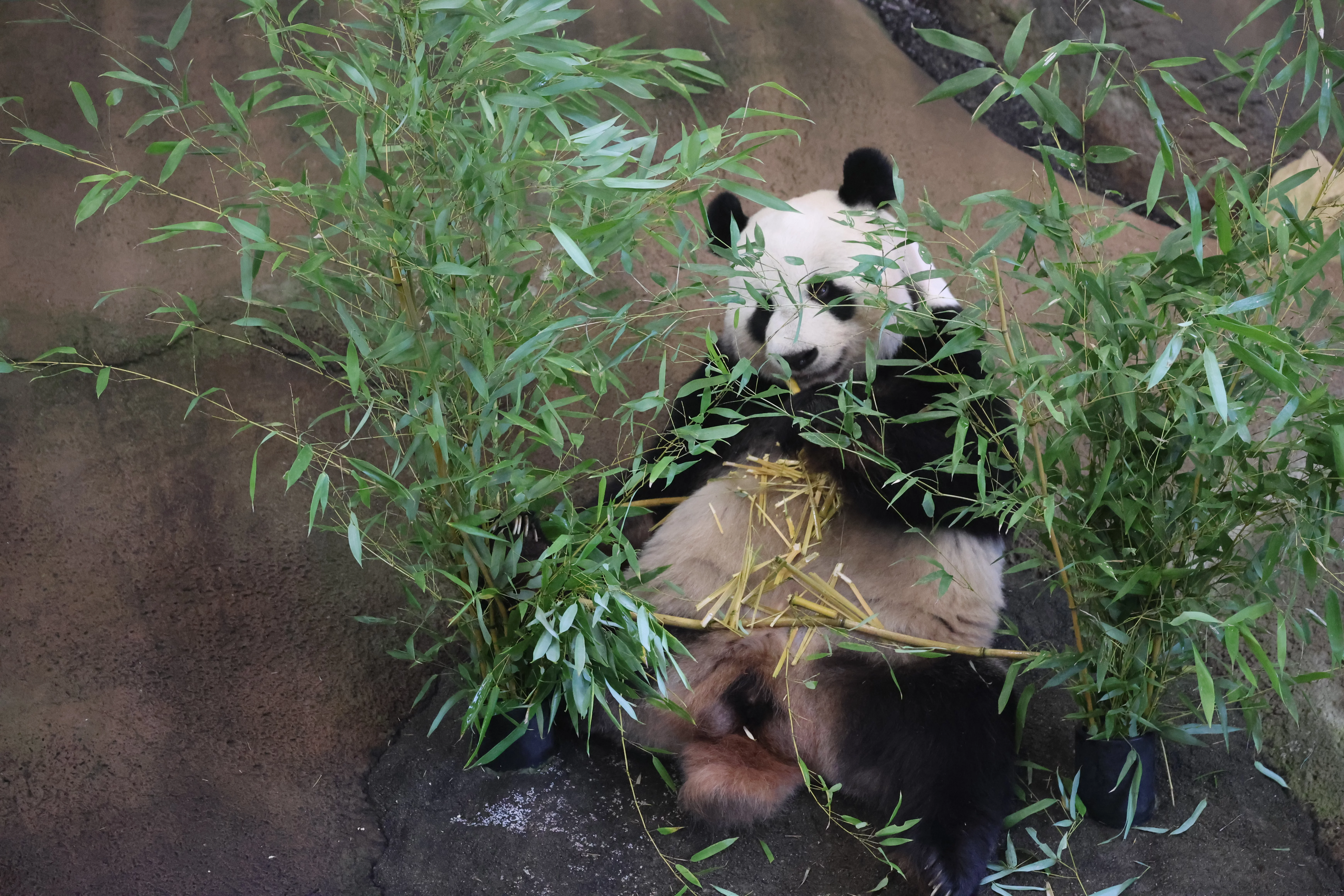 Ouwehands Dierenpark Rhenen