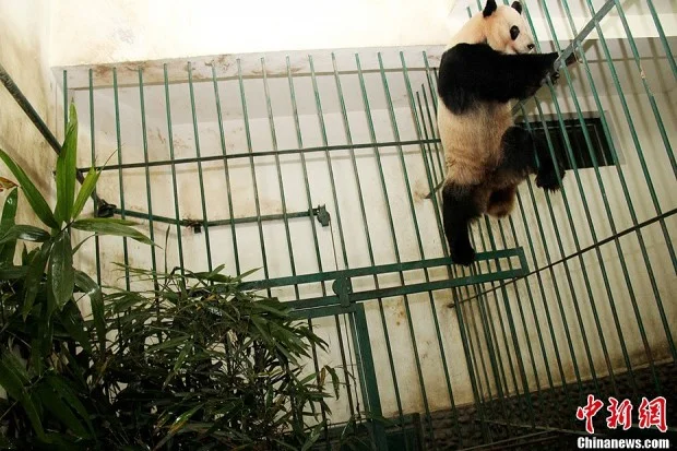 00016c42d95c12365c5724-620x413