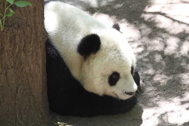 2011-06-03-San-Diego-Zoo-Gao-Gao-006