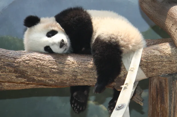 2011-06-09-Zoo-Atlanta-Lun-Lun-Po-039