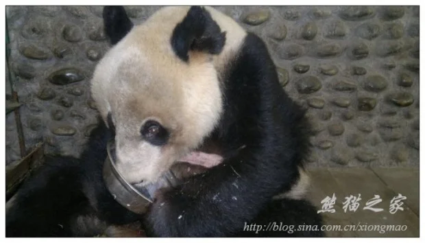 49246d36gbf6b727a9b81690-620x354