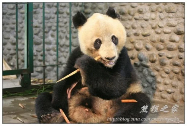 49246d36gbf6b7c7bfb98690-620x417