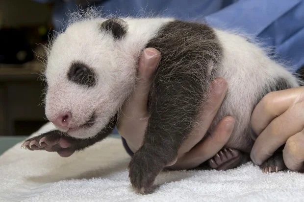 BabyPandaExam2_002_Med-620x413