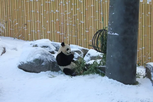 Da_Mao_-_Photo_Credit_Toronto_Zoo-620x413