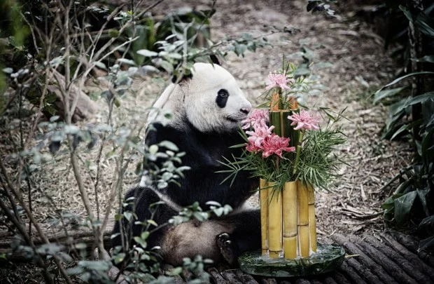 KaiKaiIceCake-620x405