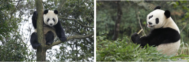 screen-shot-2012-08-15-at-2-04-29-pm-620x205