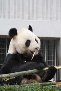 Wu Gang