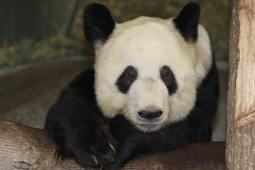 2009-10-09-Memphis-Zoo-Ya-Ya-009-2