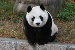 2007-12-13-Kobe-Oji-Zoo-Tan-Tan-033-2