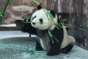 Shuan Shuan settles in at Guadalajara Zoo