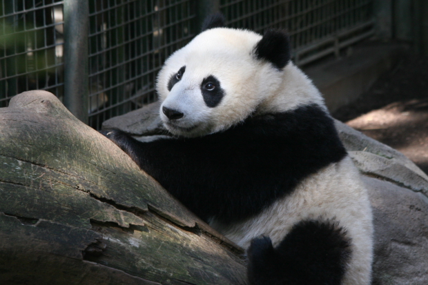 2009-01-05-San-Diego-Zoo-Bai-Yun-Zhen-Zhen-027