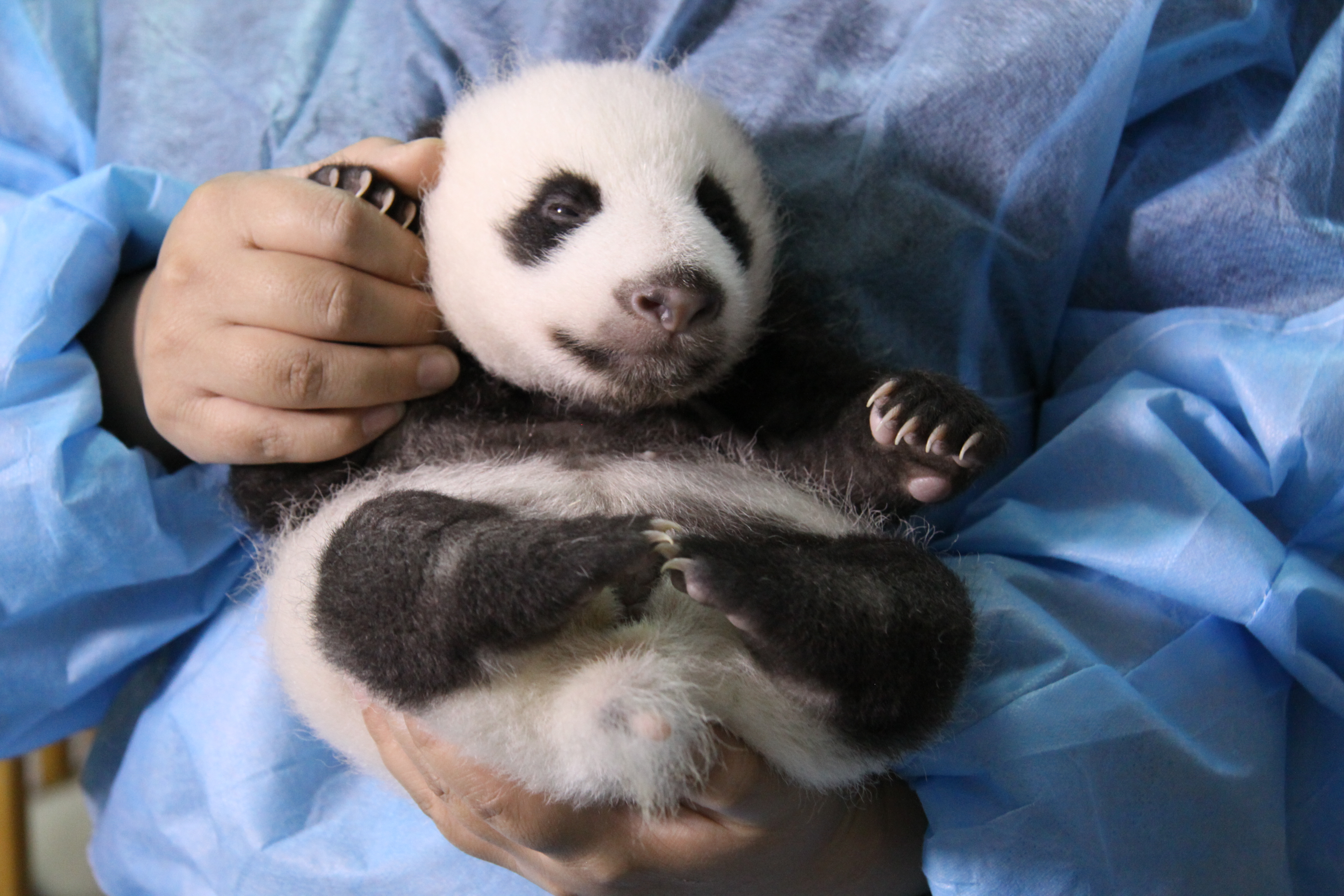 Buy panda. Сумчатая Панда. Циньлинская Панда. Маленькие панды. Панда Живая ручная.