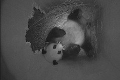 Panda Cub born in Vienna