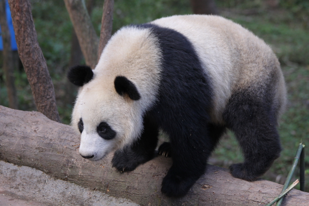 2010-10-05-Yaan-Bi-Feng-Xia-Base-of-CCRCGP-Leopard-Mountain-Hu-Bao-Ning-Ning-0401