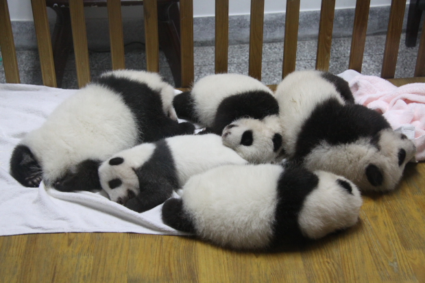 2010-10-03-CRBGPB-Sunshine-Nursery-Jiao-Qing-Er-Xi-Zhen-Hao-Zhen-Qiao-Yuan-Lin-Yan-Zhou-002