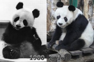 30 Years of Pandas in Berlin