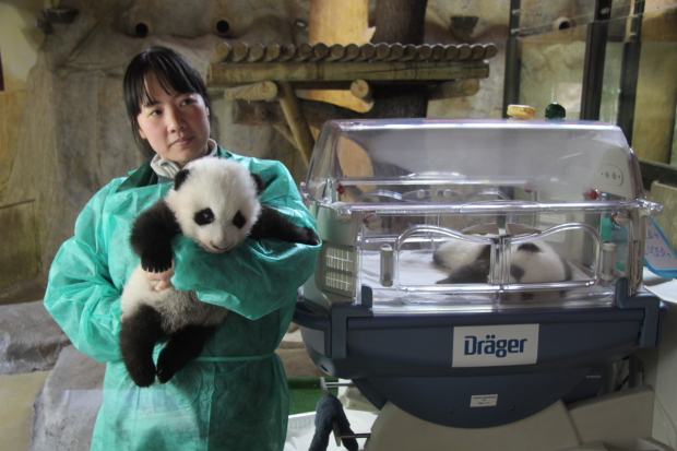 2010-11-28-Zoo-Madrid-Chen-Min-holding-cub-A-cub-B-in-the-incubator