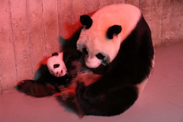 2010-11-30-Zoo-Madrid-Hua-Zuiba-cub-B