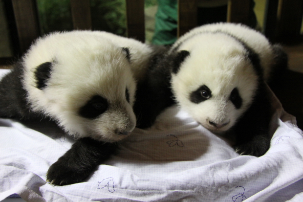 2010-11-29-Zoo-Madrid-cubs-010-2