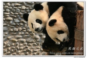 Pandas move to Macau