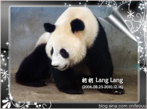 Lang Lang dies at Nanjing Hongshan Forest Zoo