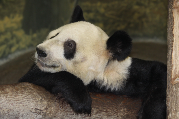 2009-10-09-Memphis-Zoo-Ya-Ya-010