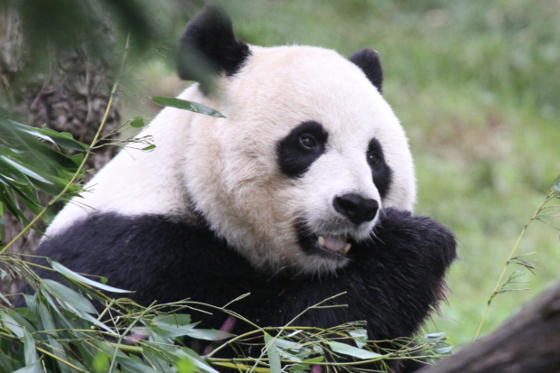 2009-09-27-National-Zoo-Mei-Xiang-020-2