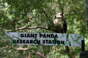 San Diego Panda Canyon changes