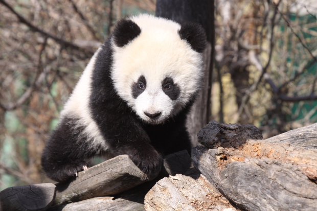 2011-03-24-Tiergarten-Schonbrunn-Zoo-Vienna-Yang-Yang-Fu-Hu-016