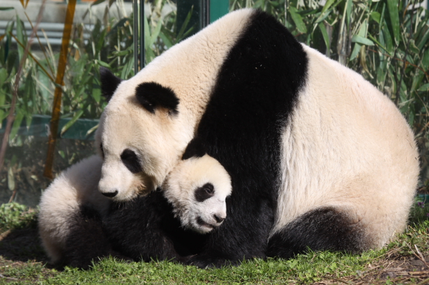 2011-03-24-Tiergarten-Schonbrunn-Zoo-Vienna-Yang-Yang-Fu-Hu-025