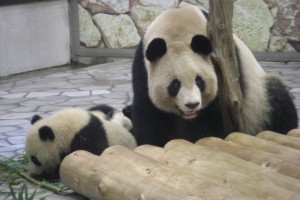 Kai Hin & You Hin playing with their mother Rau Hin