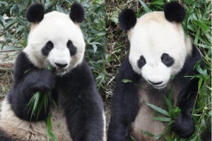 Ueno pandas renamed Ri Ri & Shin Shin