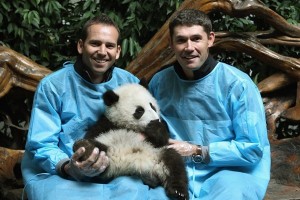 Golf Stars Harrington & Garcia visit Chengdu Panda Base