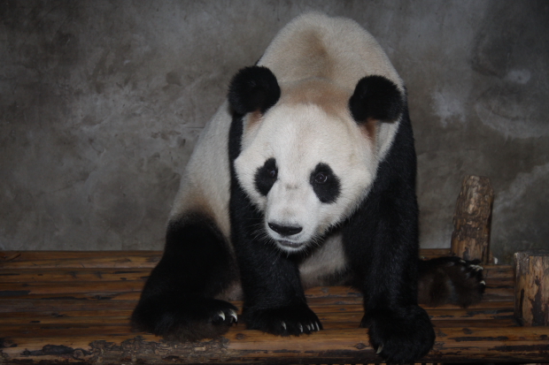 2010-09-26-Project-Panda-day-5-016-Yu-Hin